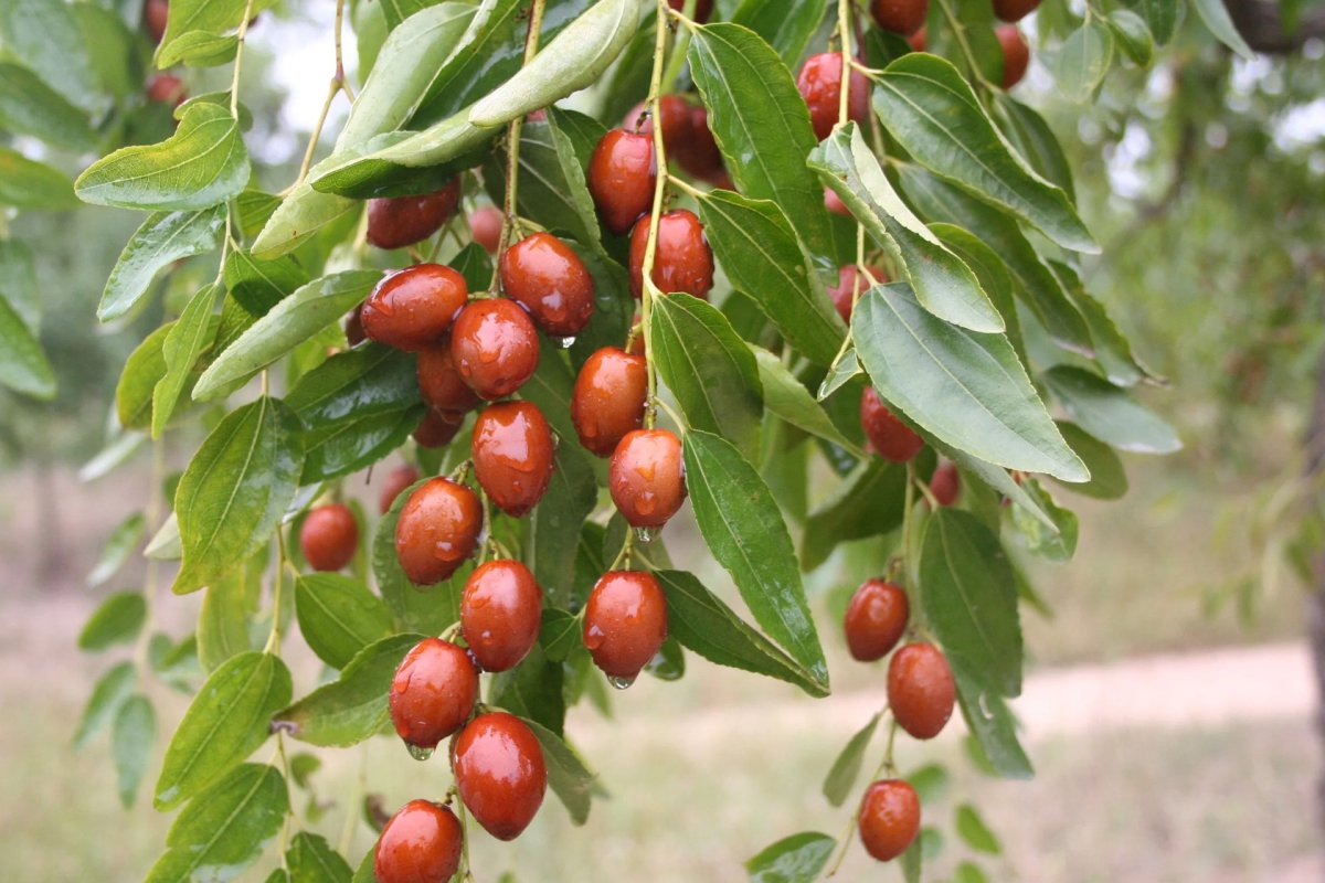 Финик унаби