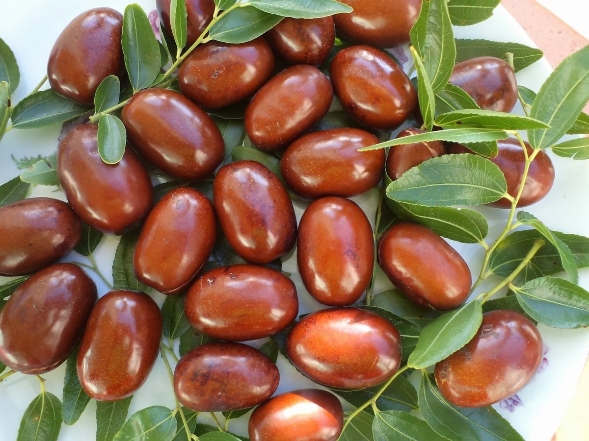 Саженцы унаби китайский финик