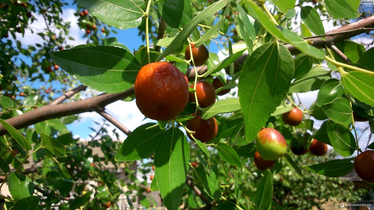 Кубанский финик унаби