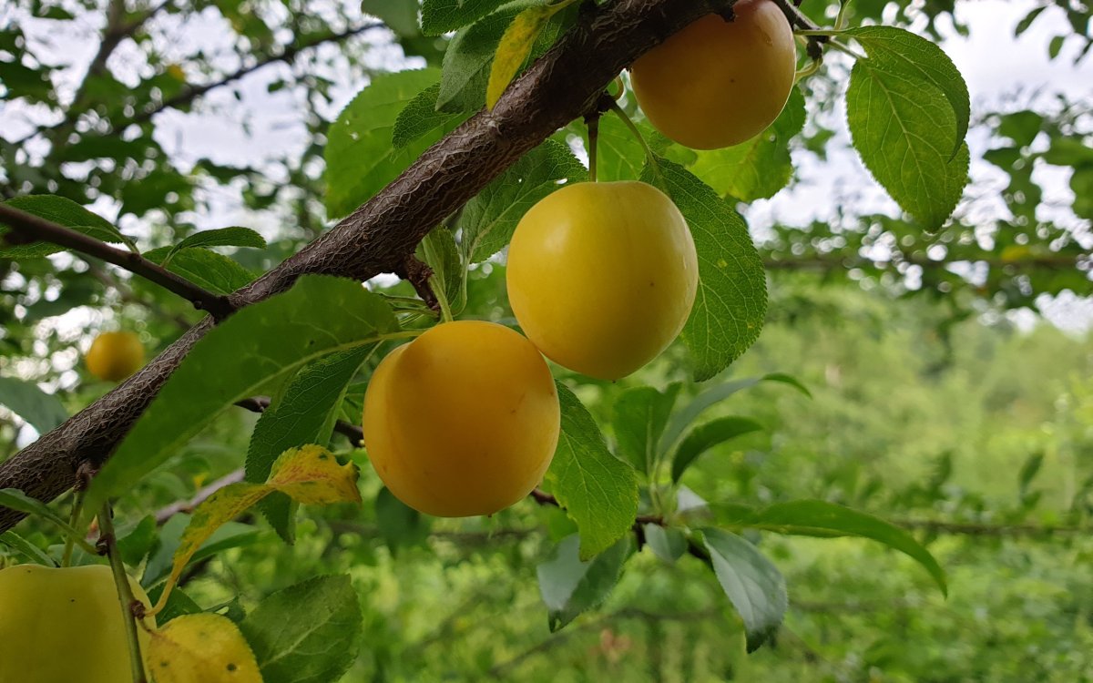 Apricot Branch