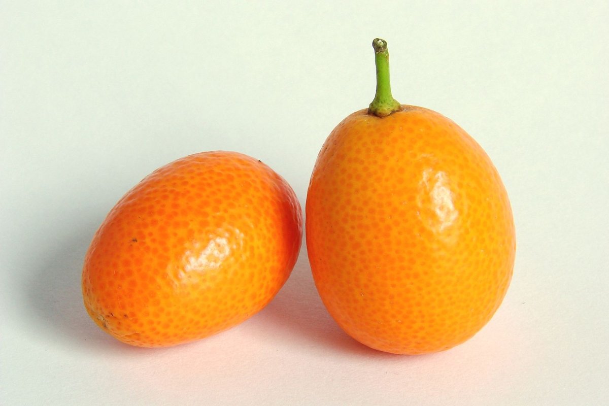 Кумкват - Kumquat d35 h170