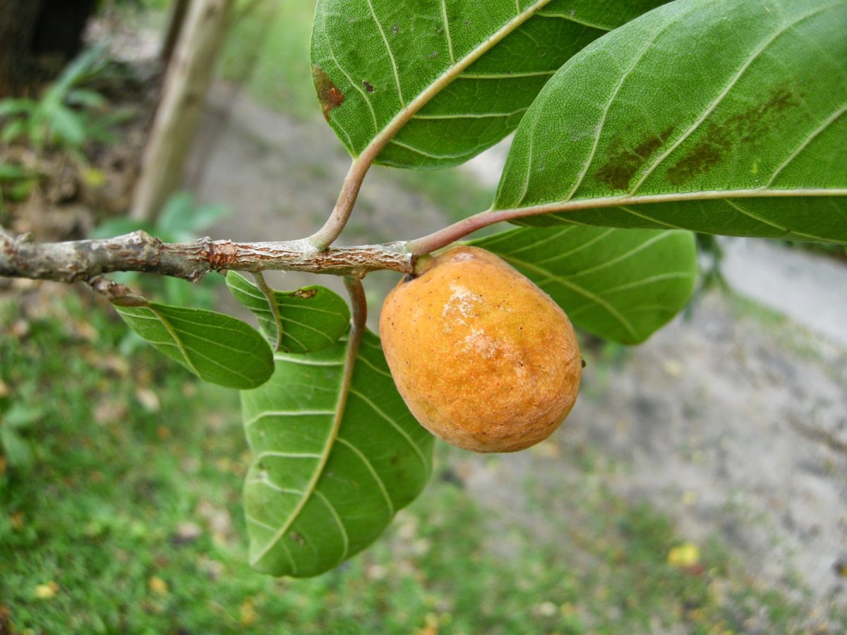 Artocarpus Lakoocha