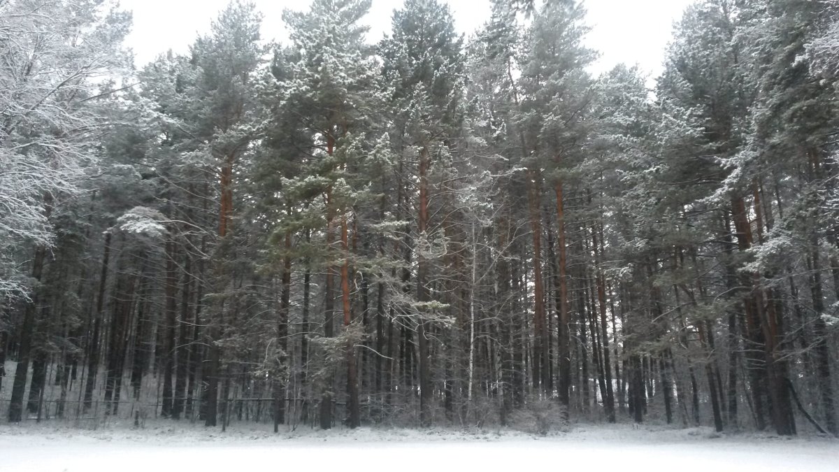 Седова Заимка фото