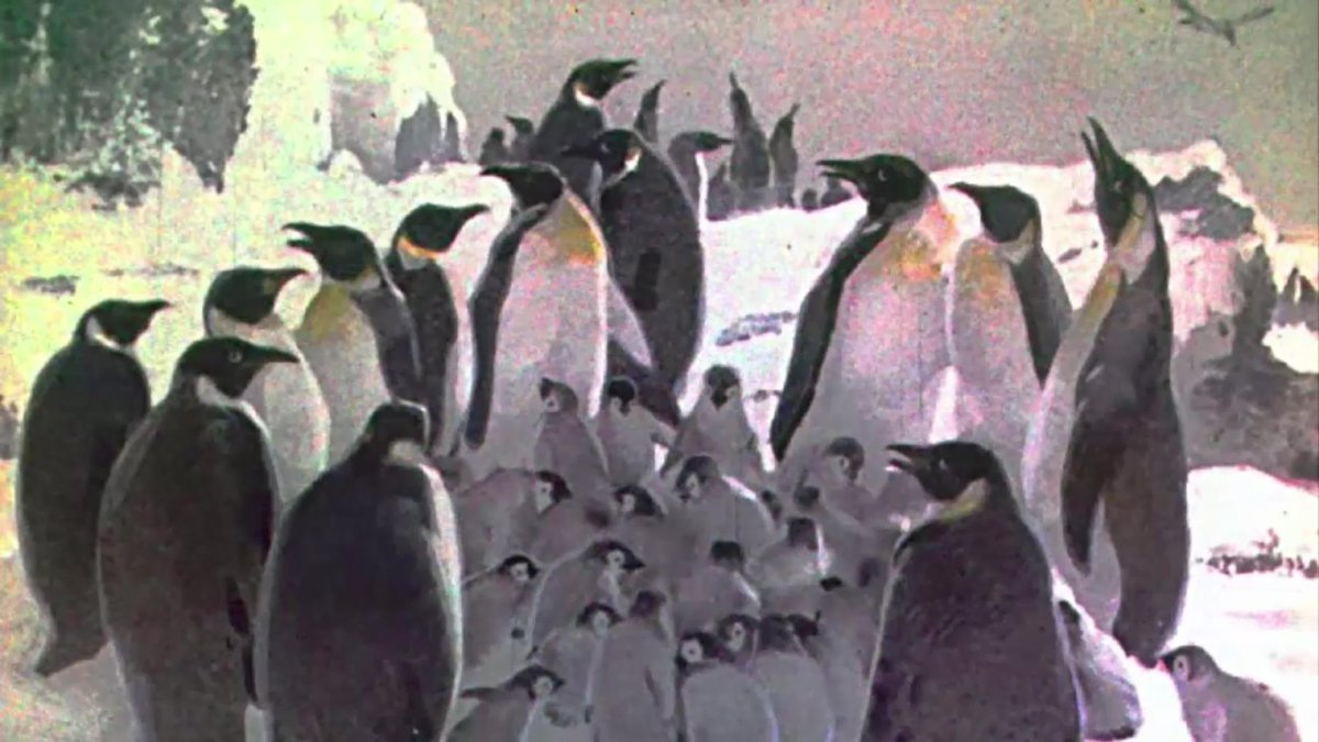 Пингвиний пляж Снегирев