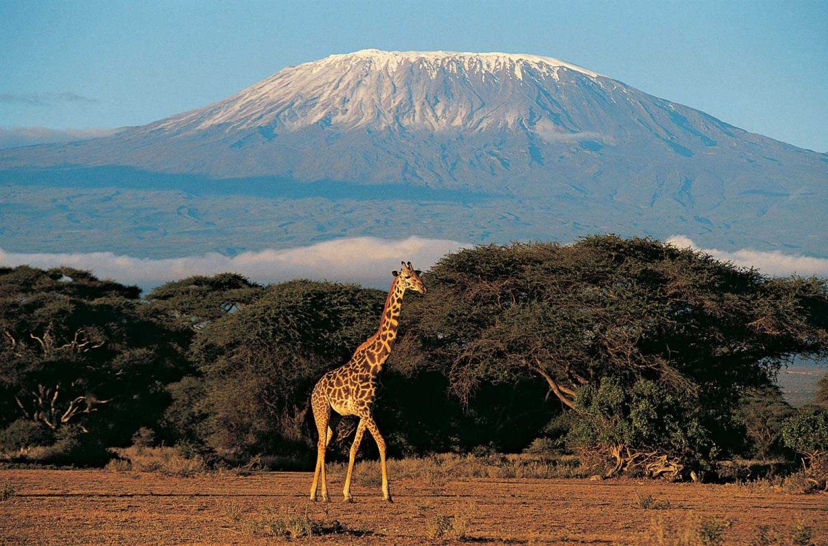Высочайшая гора африки