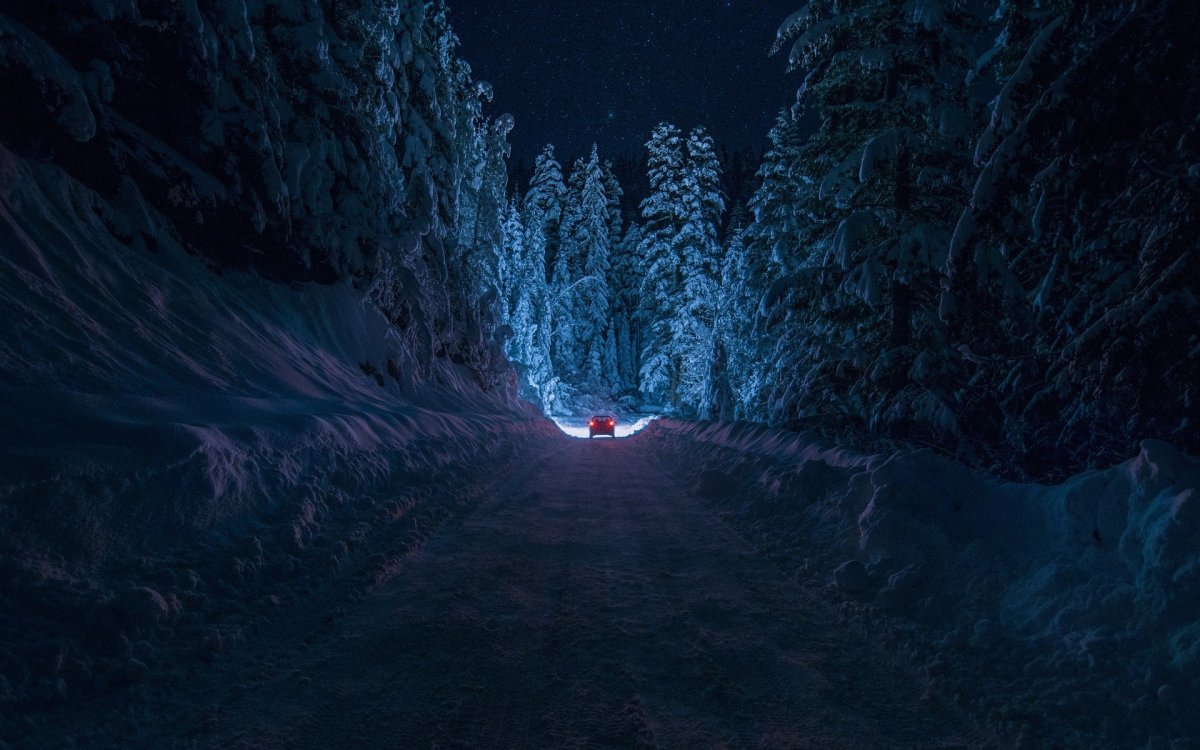 Заснеженный лес ночью