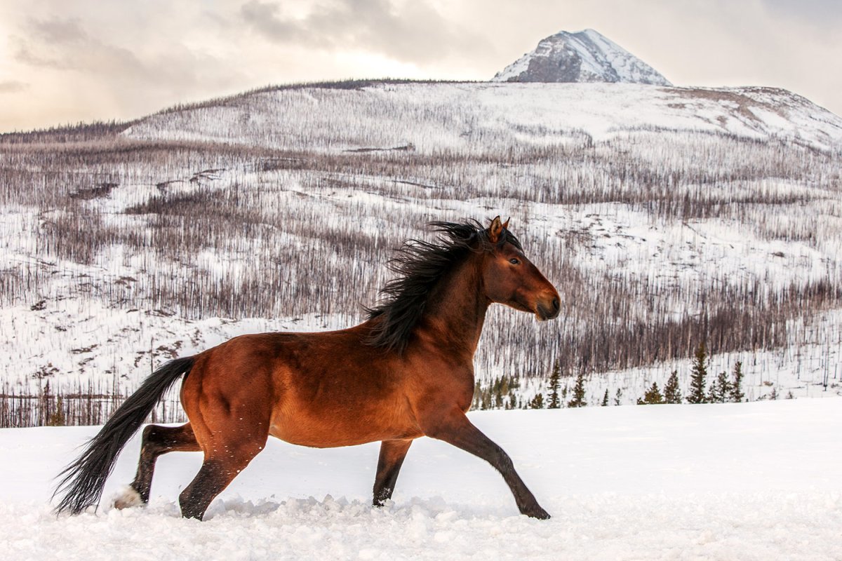 Snowy Mountains Horse