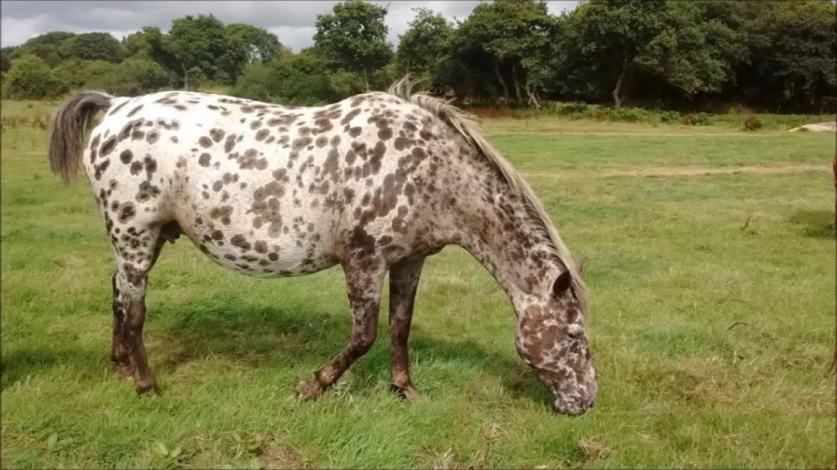 Baron Appaloosa