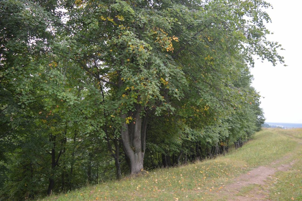 Бакшеевские Липняки