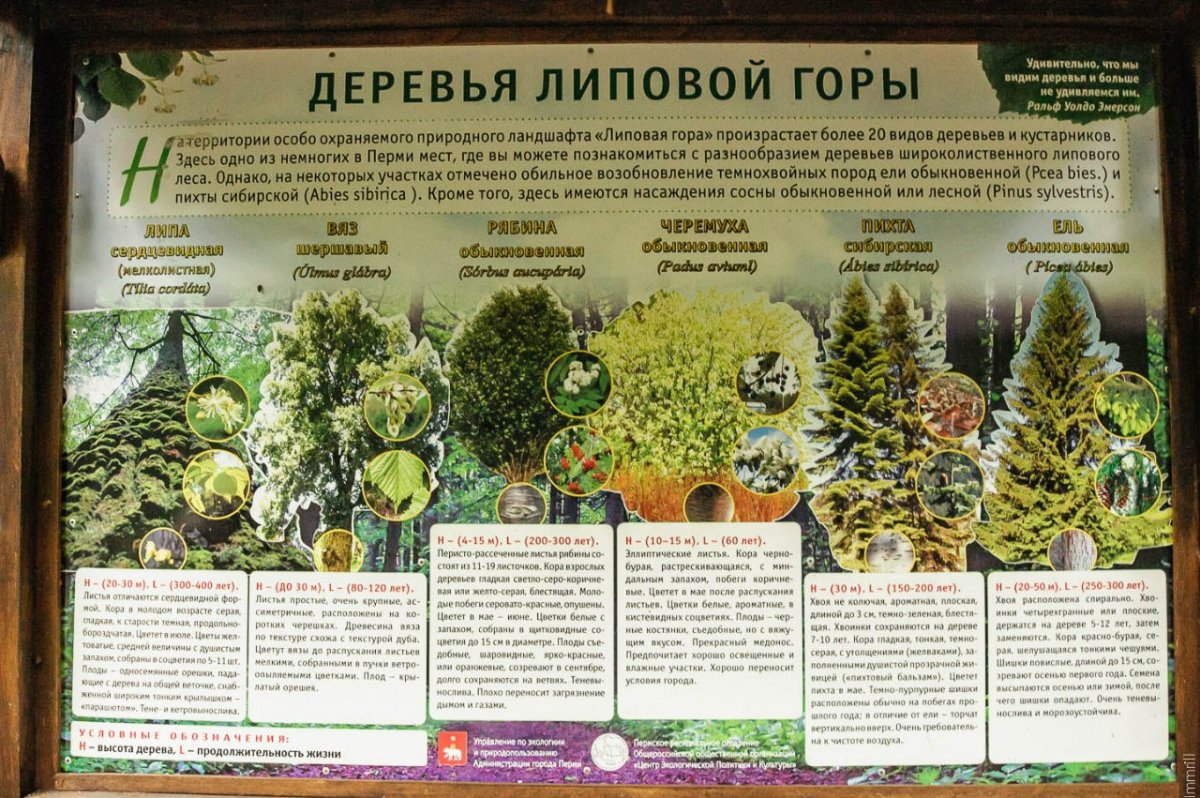 Деревья Липовой горы Пермь