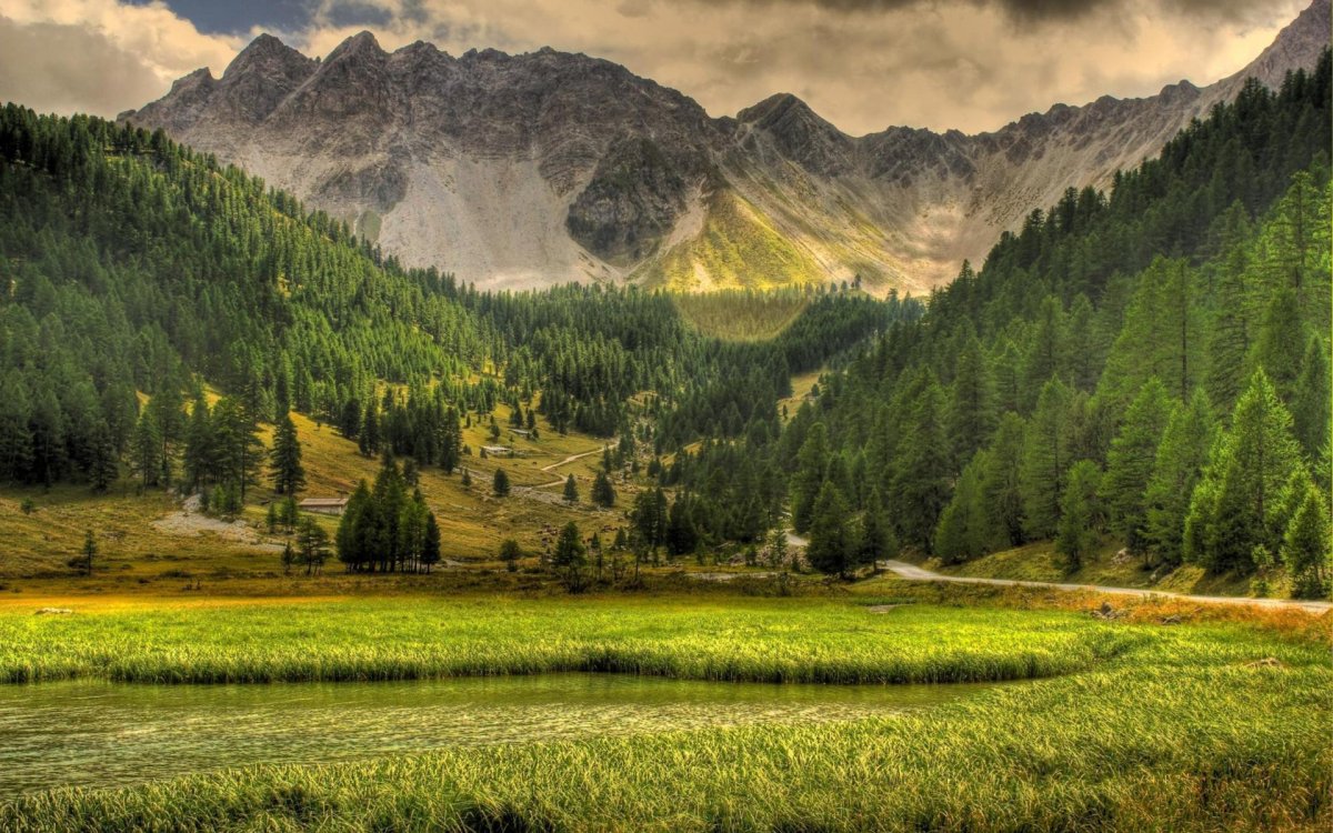 Лес горы