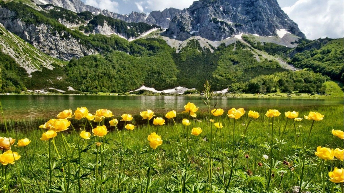Альпийские Луга Альпы