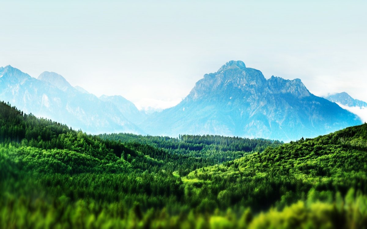 Лес горы