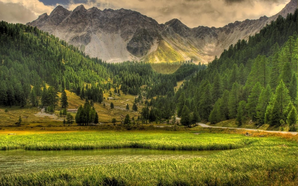 Лес горы