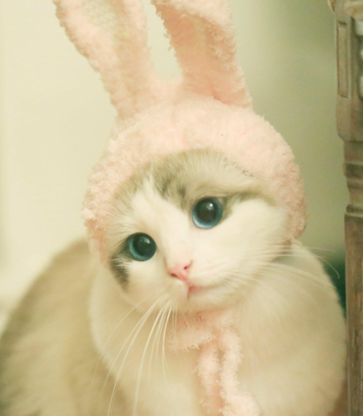 Милые коты в шапочках