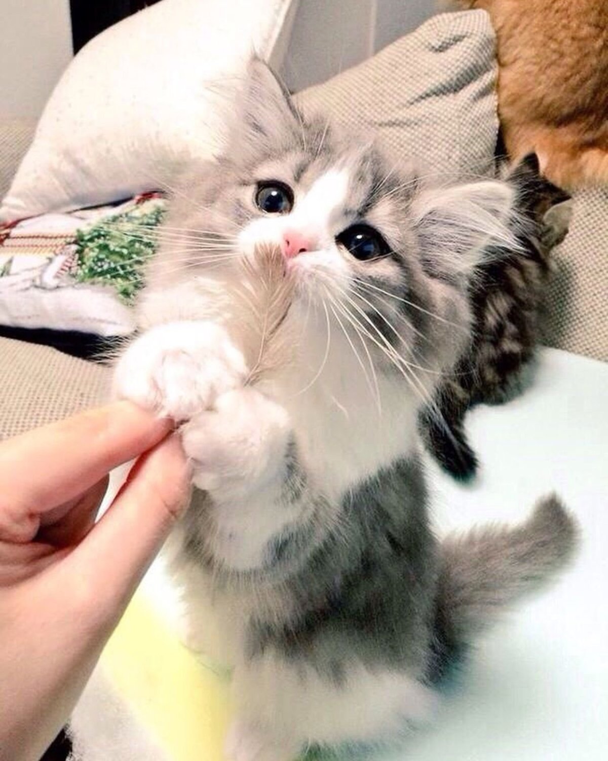 Милые котики