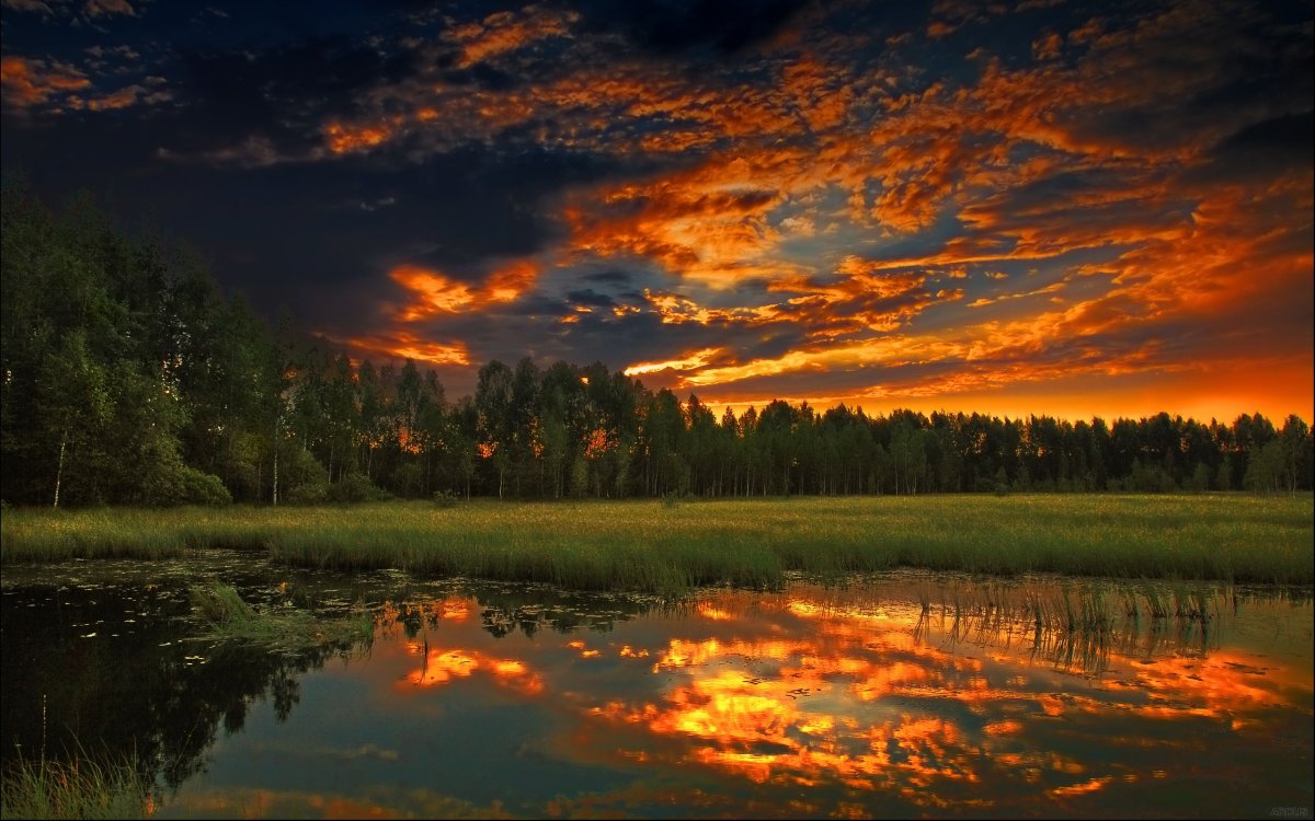 Закат в лесу