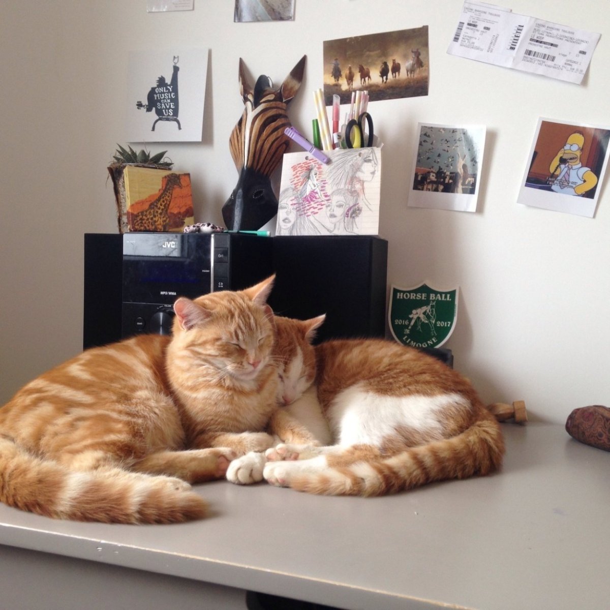 Котики из инстаграмма