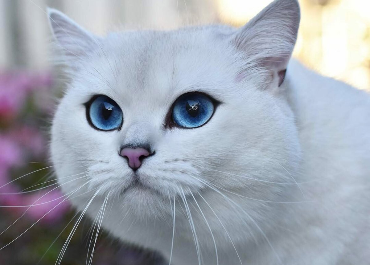 Шиншилла Пойнт Коби