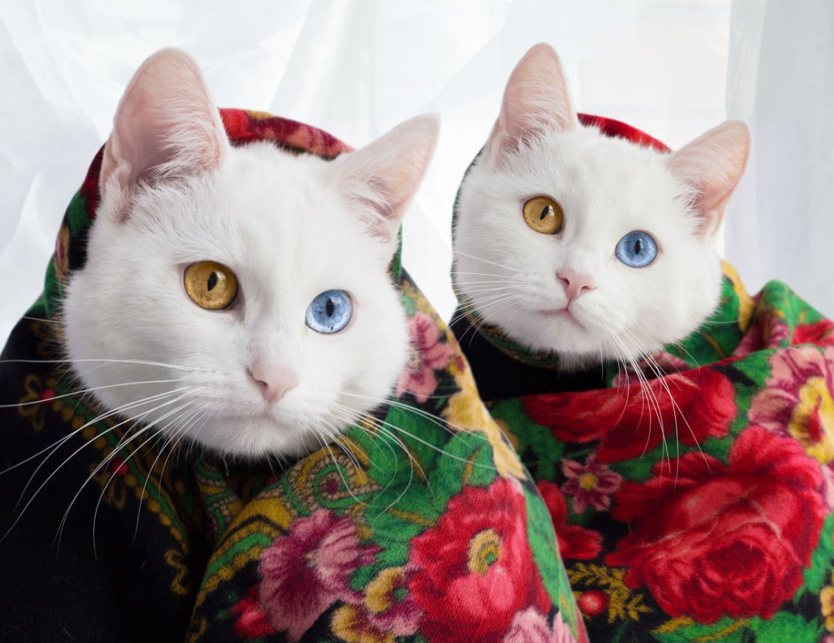 Кошки Близнецы Айрис и Абис
