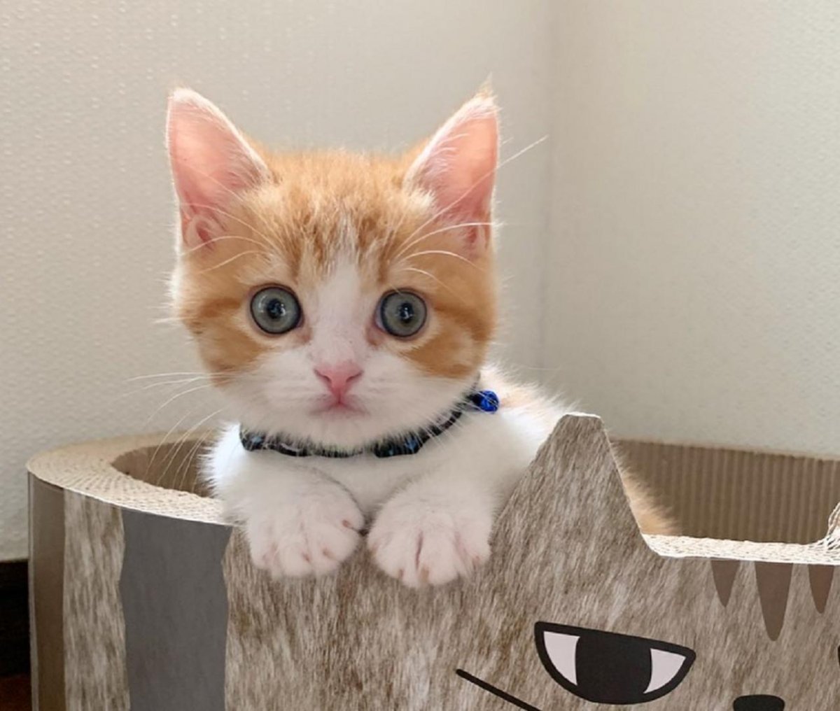 Милые коты для инстаграмма