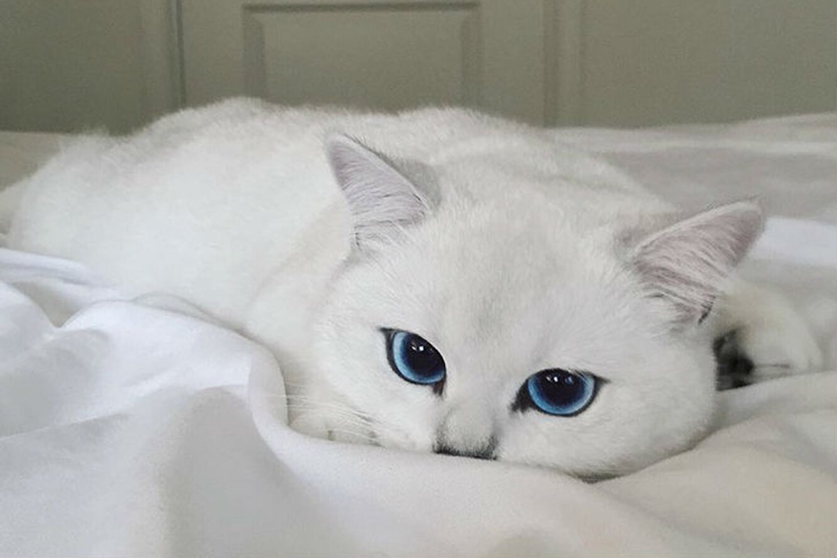 Голубоглазый кот Коби
