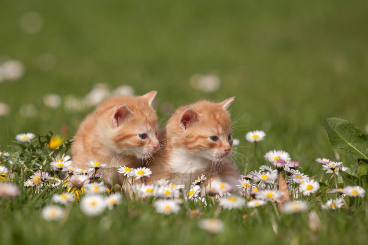 Коты на природе