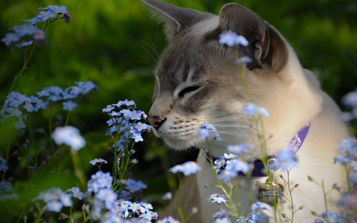 Кошка Весна