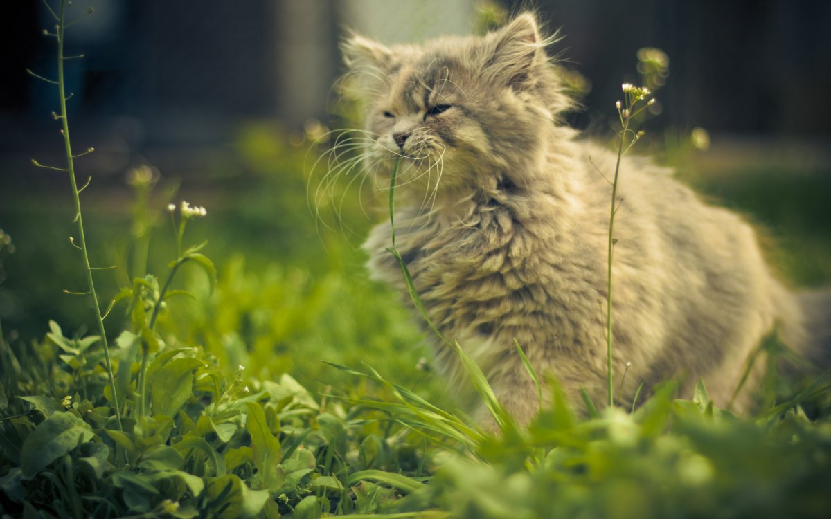 Кот в зелени