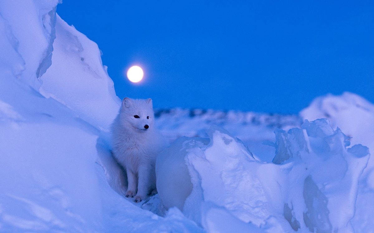 Новогодний песец