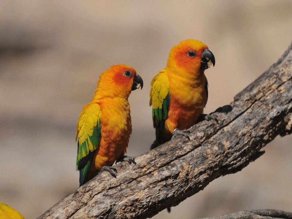 Budgie Parrot разница