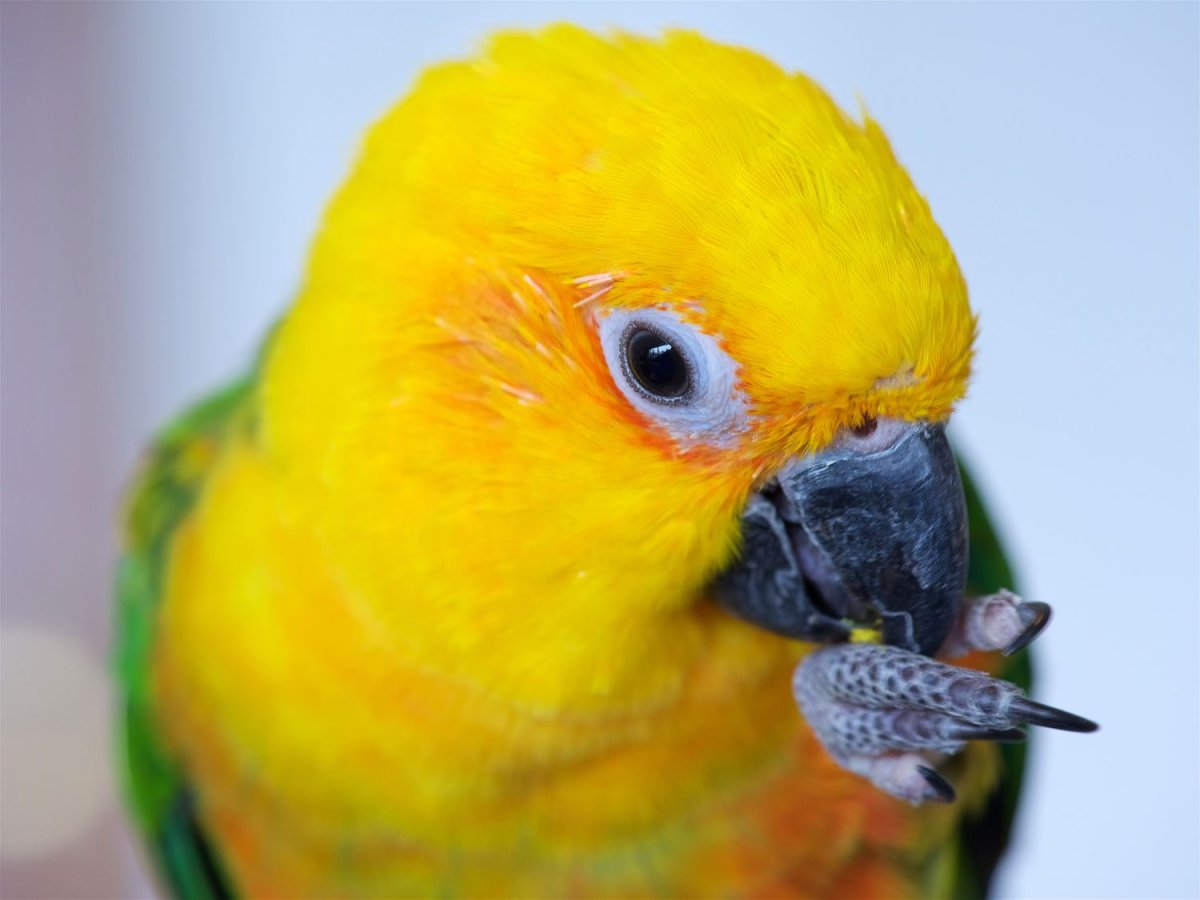 Jenday Conure