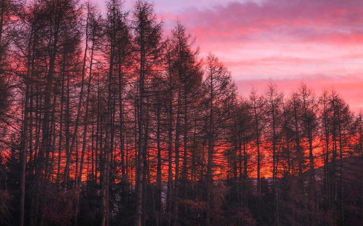 Багровый лес