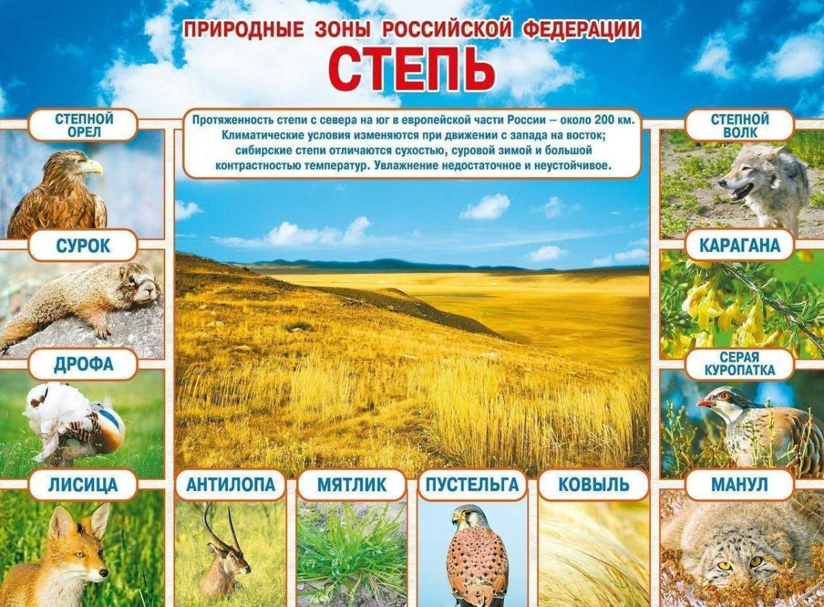 Климатические зоны России для дошкольников