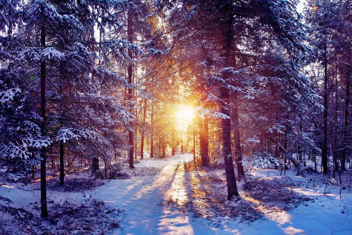 Зимой в лесу