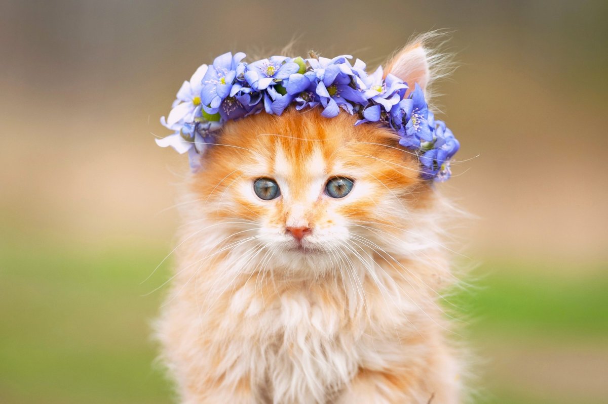 Милые кошки