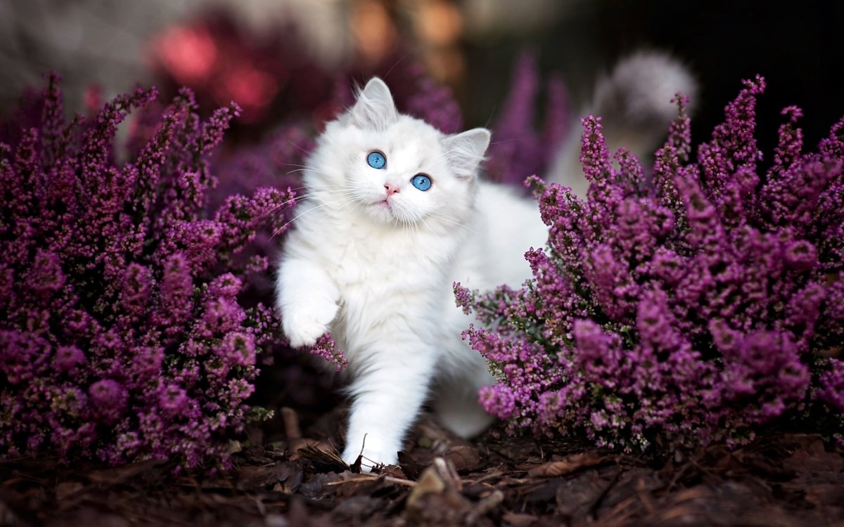 Кот в цветах