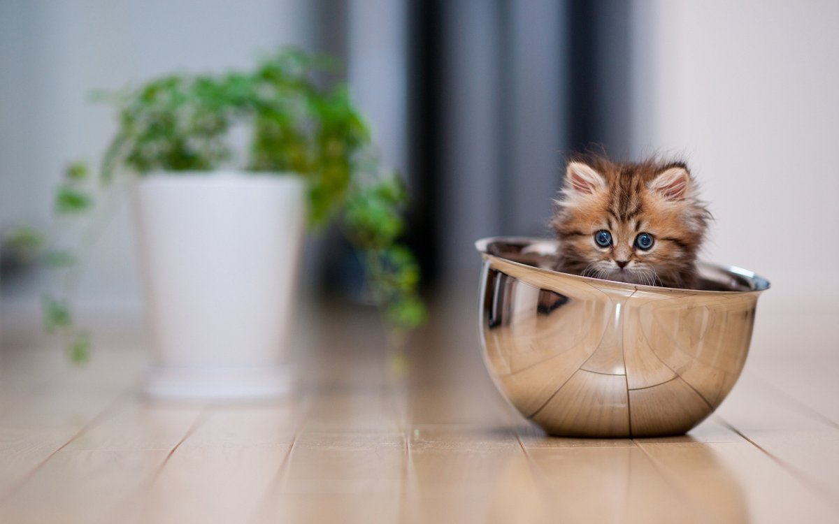 Самый милый котенок в мире