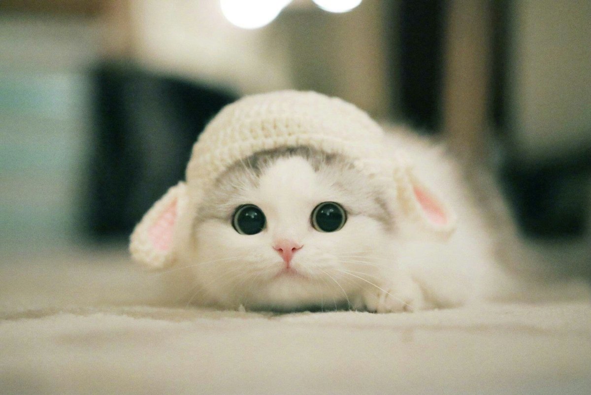 Супер милые котики