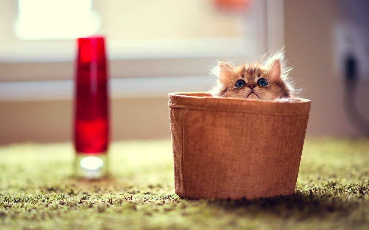 Самые милые котики в мире