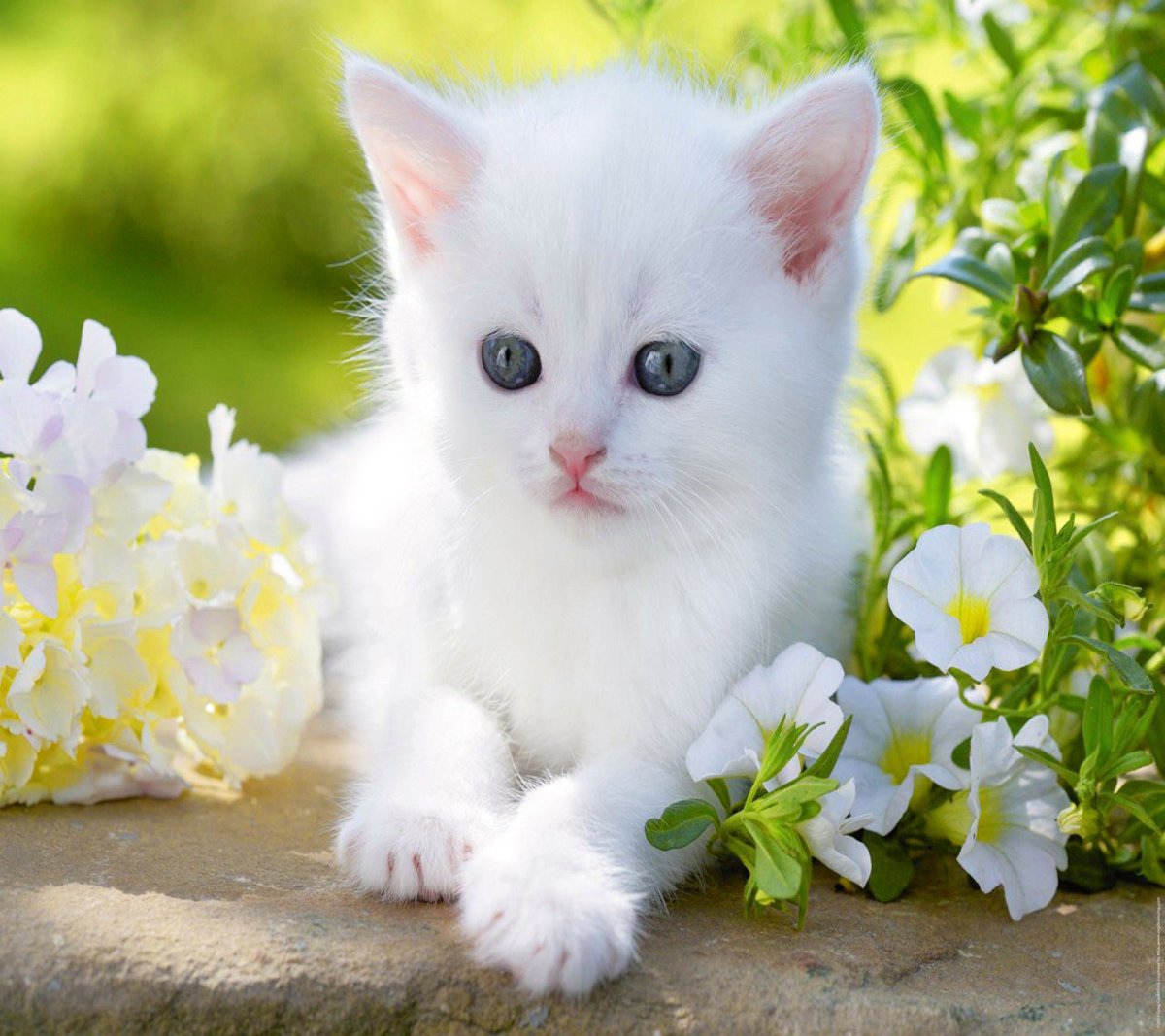 Картинки котят