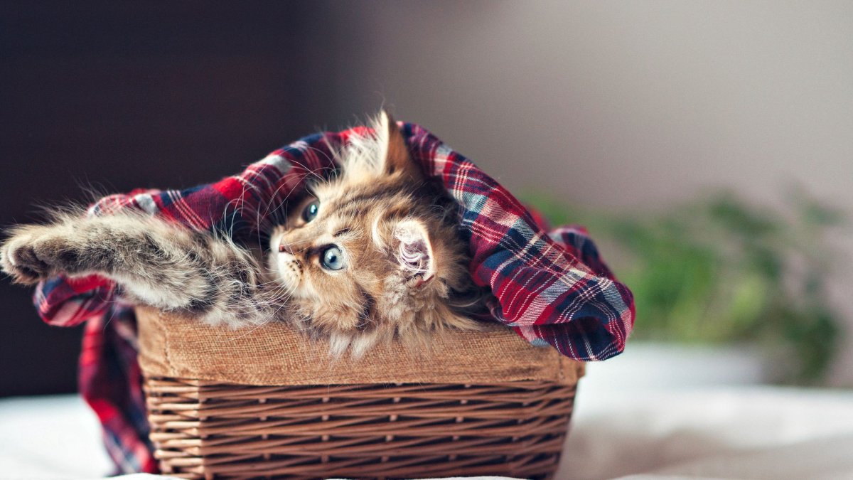 Самые милые котята