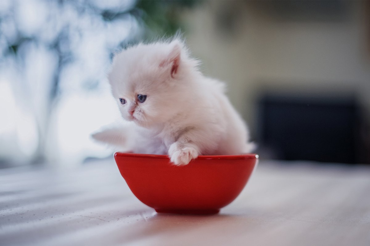 Маленькие котики
