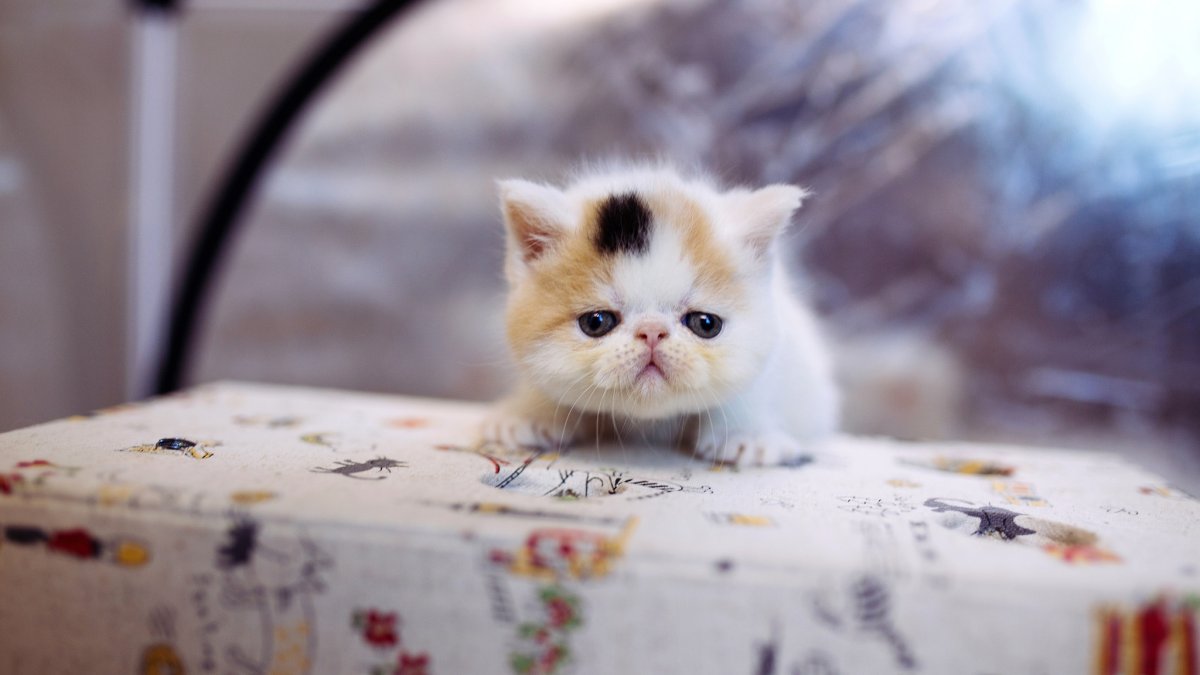 Очень милые котики