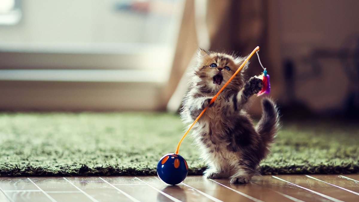 Игривый котенок