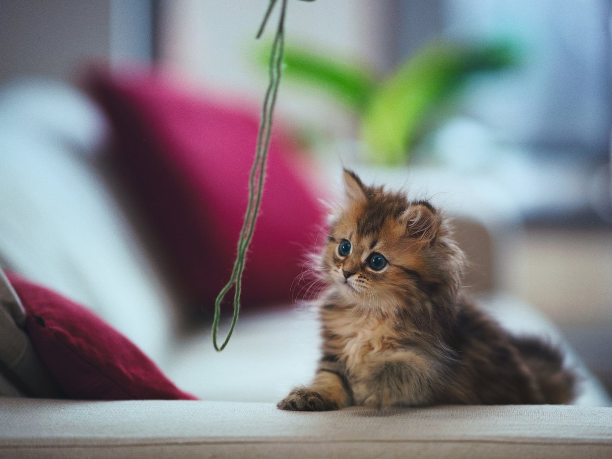 Красивые котята