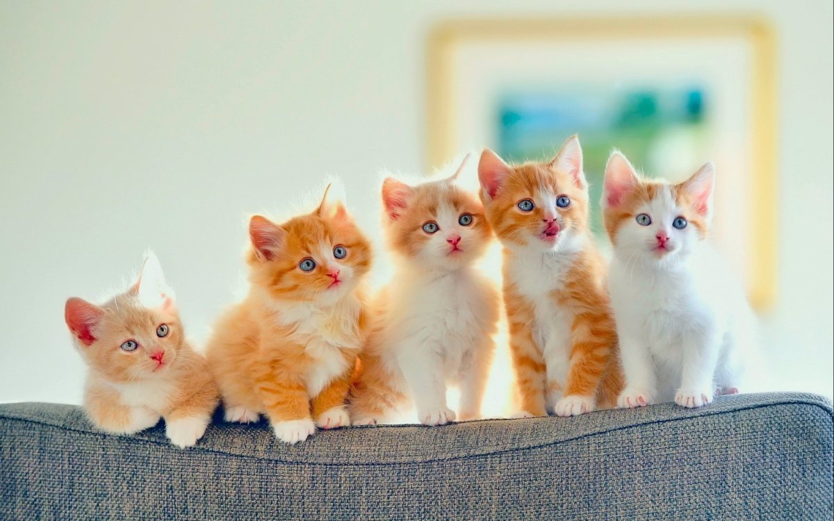 Разные котята