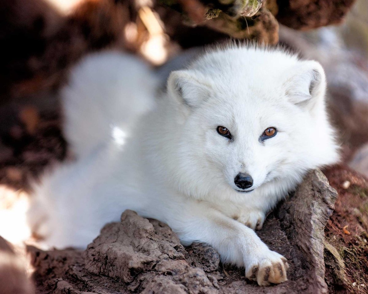 Arctic Fox английский песец