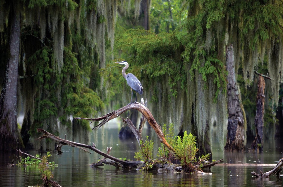 Louisiana Heron - Луизианская цапля