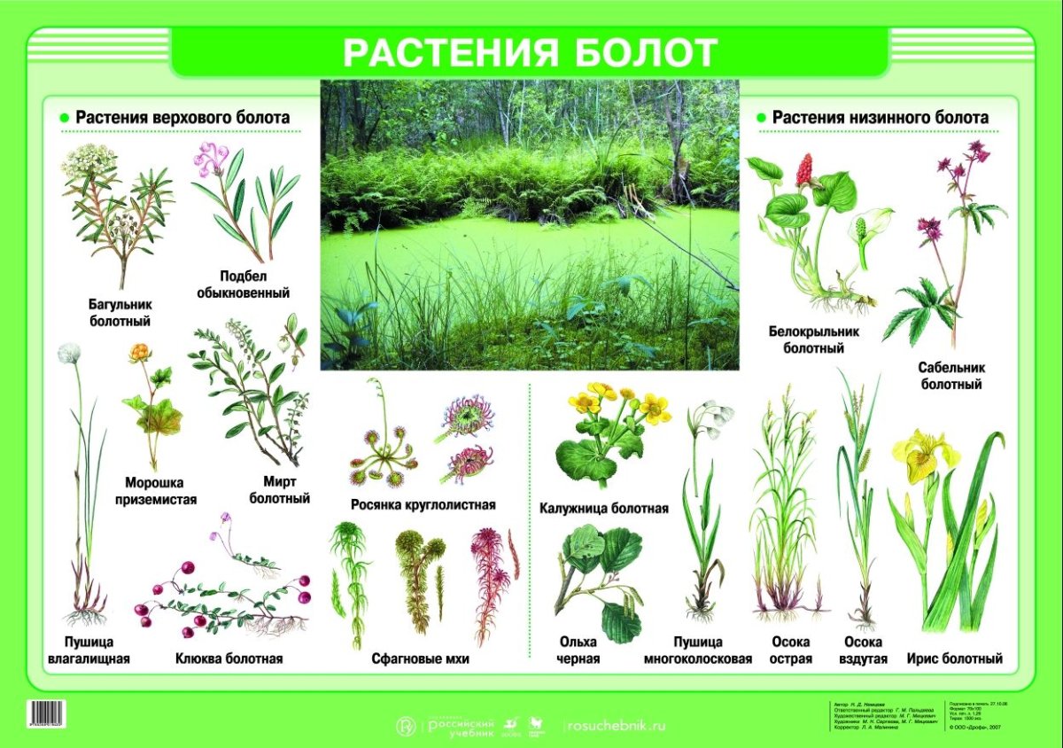 Растения растущие на болотах